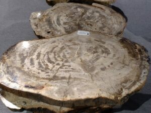 Stolik kawowy skamieniałe drewno #30000 Stolik kawowy skamieniałe drewno #30000