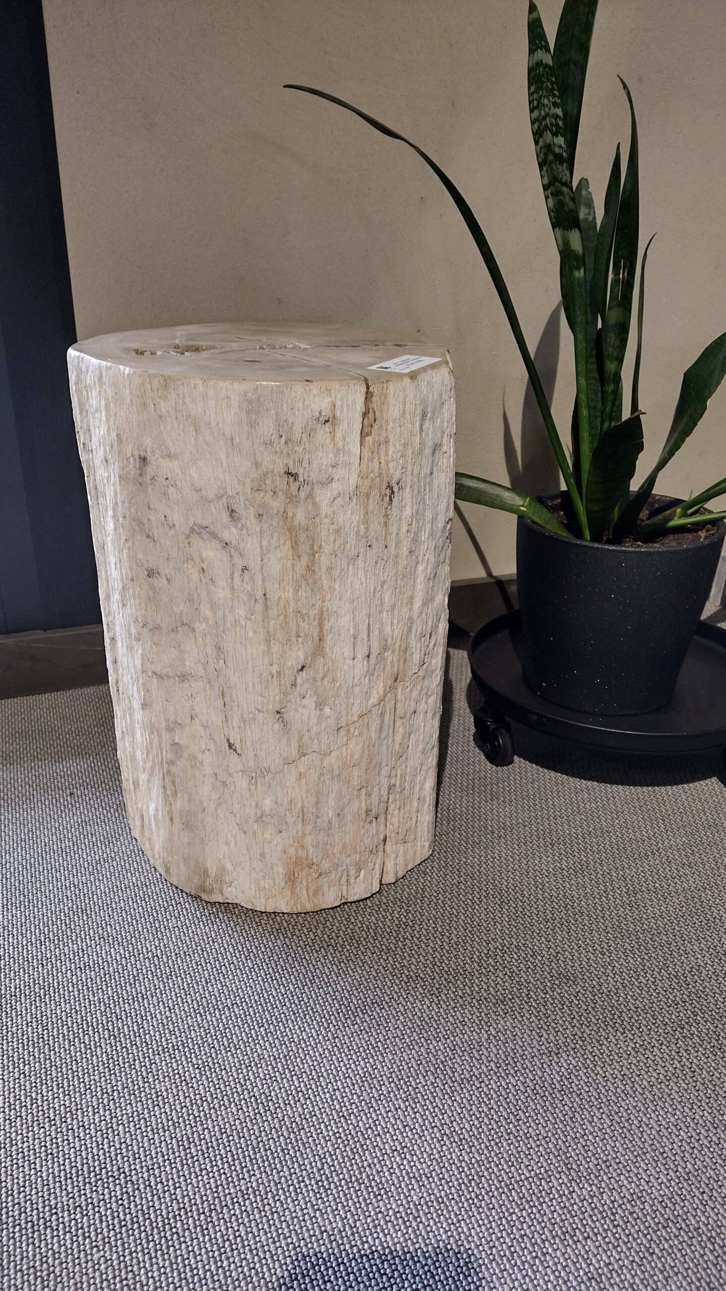Dekoracja skamieniałe drewno #42004 Dekoracja skamieniałe drewno #42004