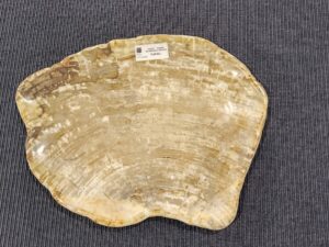 Patera #42068D