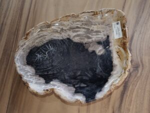 Patera #42069E