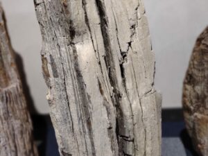 Skamielina #4916208
