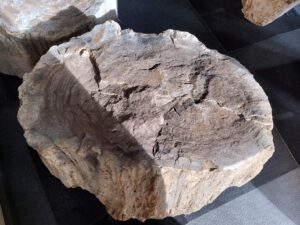 Skamielina #34096