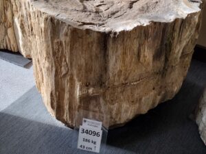 Skamielina #34096
