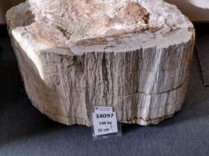Skamielina #34097
