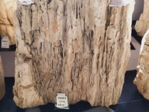 Skamielina #35023
