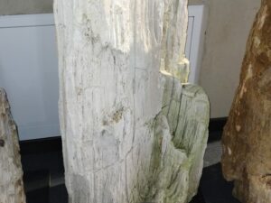 Skamielina #37058
