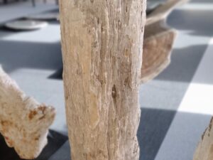 Skamielina #41058