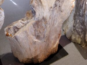 Skamielina #41099