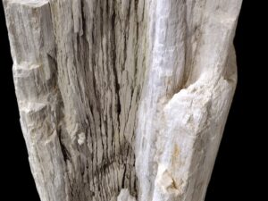 Skamielina # 36071