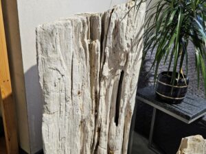 Skamielina # 35051