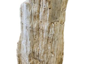 Skamielina # 41065