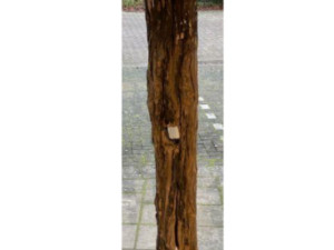 Driftwood #11635