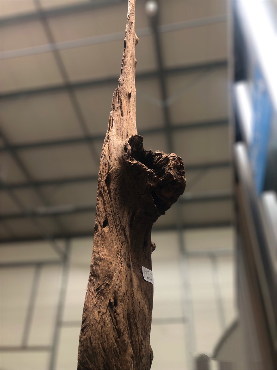 Driftwood #12742 Driftwood #12742