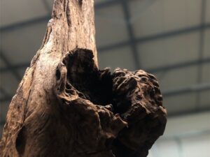 Driftwood #12742