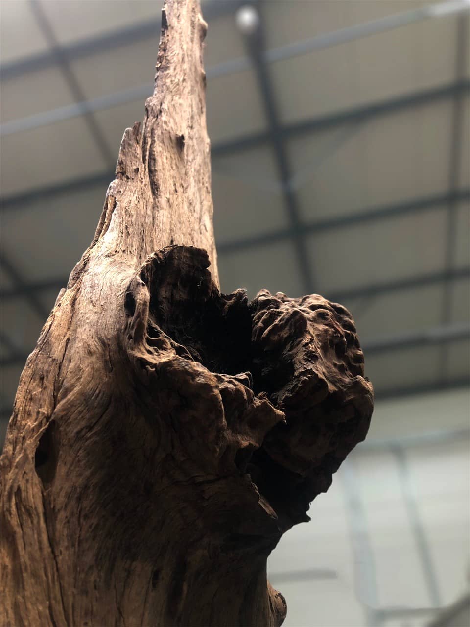 Driftwood #12742 Driftwood #12742