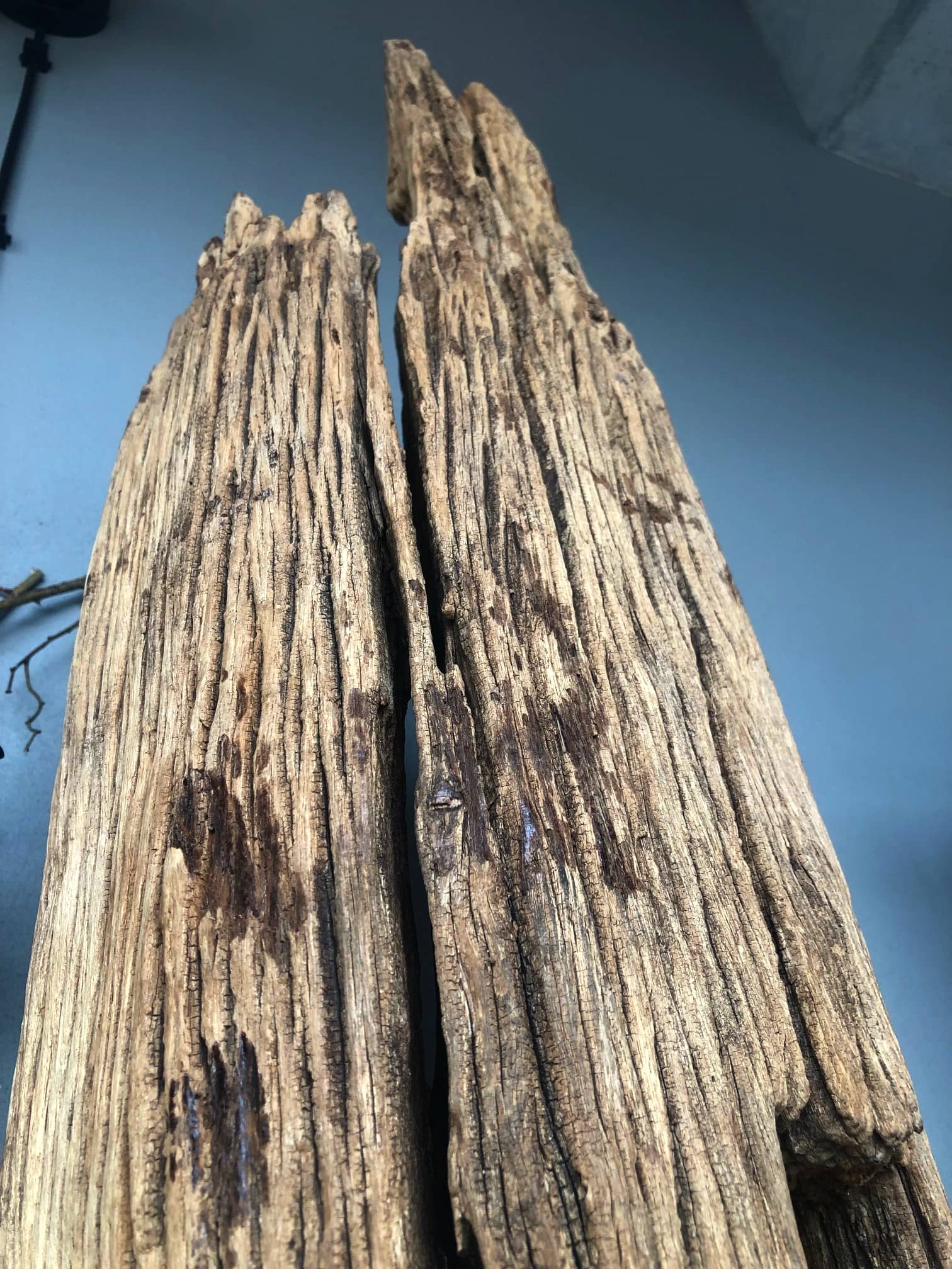 Dekoracja z pnia driftwood #12780 Dekoracja z pnia driftwood #12780