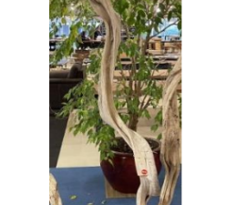 Dekoracja z liany driftwood #25523
