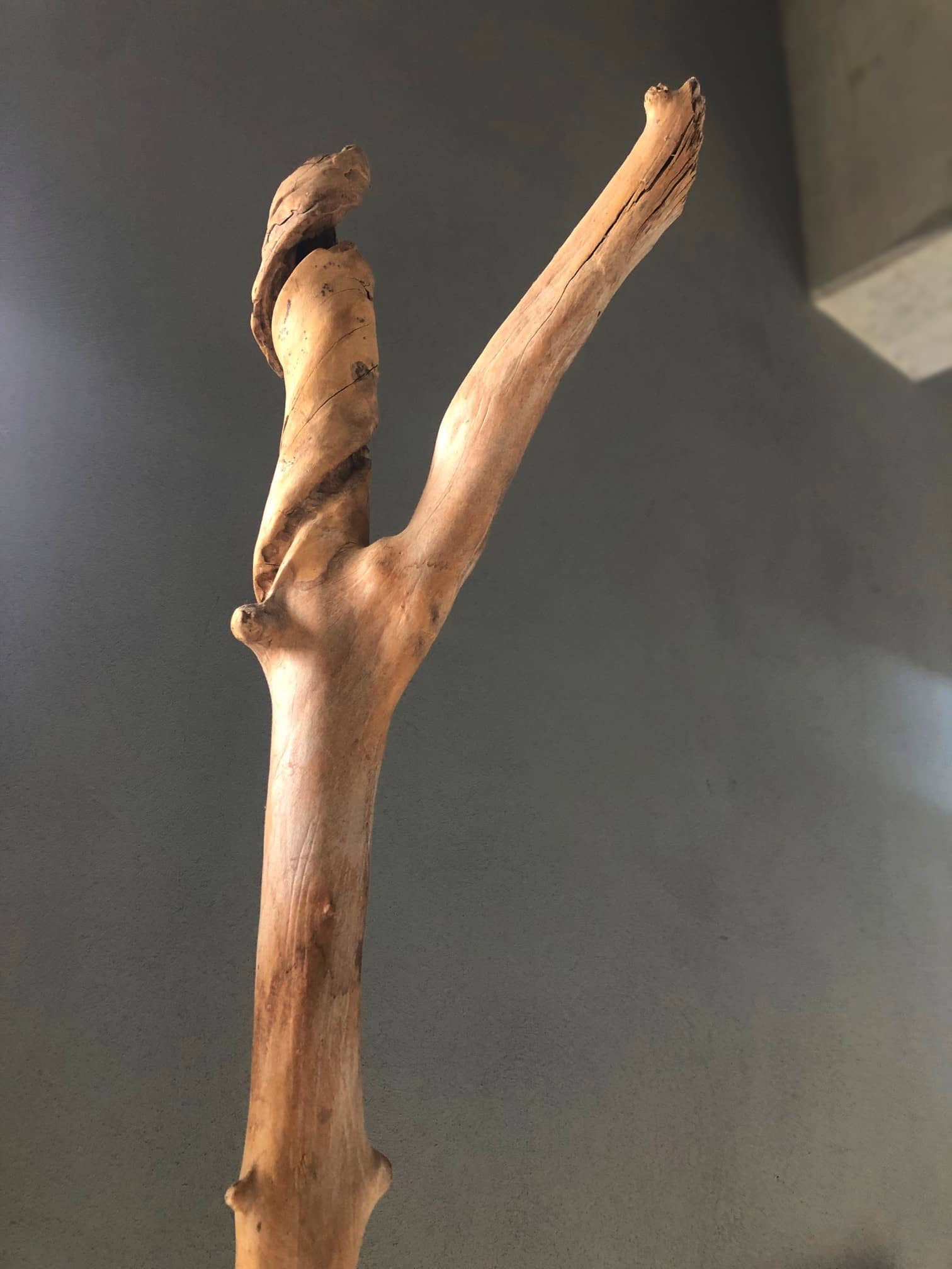 Dekoracja z pnia driftwood #25531 Dekoracja z pnia driftwood #25531
