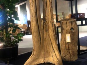 Driftwood #25539
