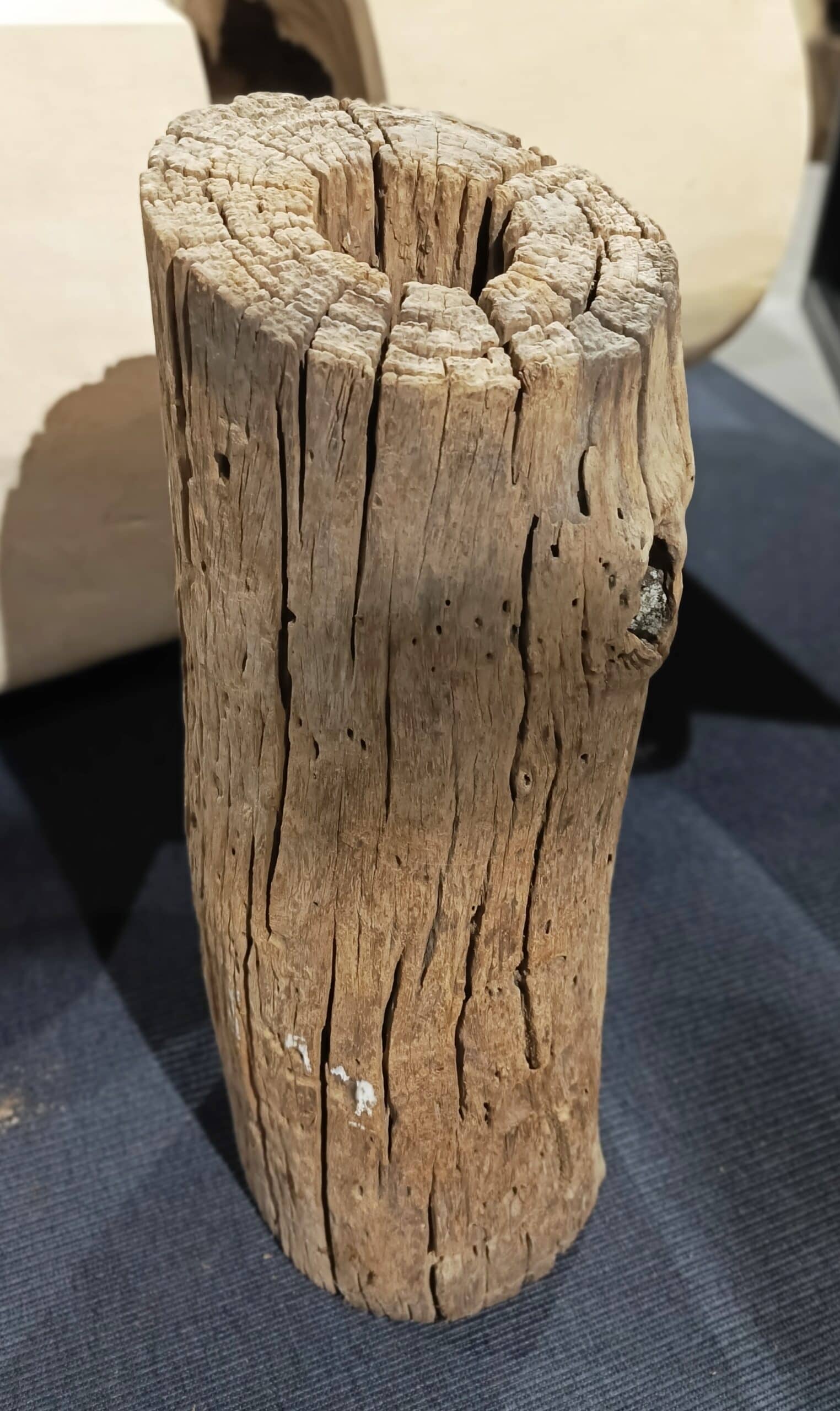Dekoracja z pnia driftwood #JJ-25 Dekoracja z pnia driftwood #JJ-25