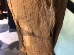 Dekoracja z pnia driftwood #90030